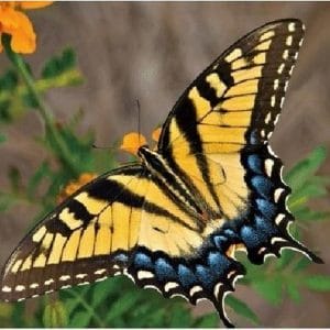 Dieren magneet 3D gele vlinder